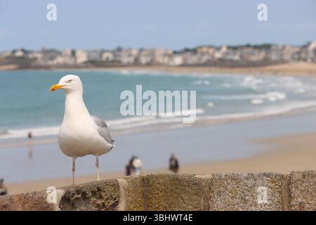 Seagull posing near the Saint Malo beach, France Stock Photo
