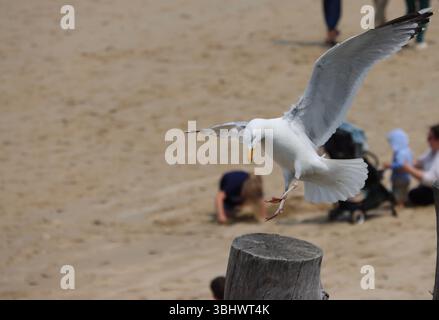 Seagull landing on a wooden pole on the Saint Malo beach, France Stock Photo