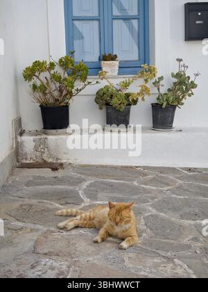 Orange cat sleeping peacefully in front of white wall and blue window. Stock Photo