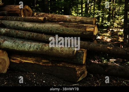 Stack of freshly cut logs in the forest of Tara National Park on a sunny spring day. Serbia country. Stock Photo