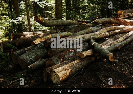 Stack of freshly cut logs in the forest of Tara National Park on a sunny spring day. Serbia country. Stock Photo