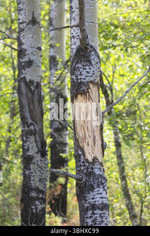 elk, European moose (Alces alces alces), Moose peeling, moose has peeled and eaten birch bark, Sweden Stock Photo