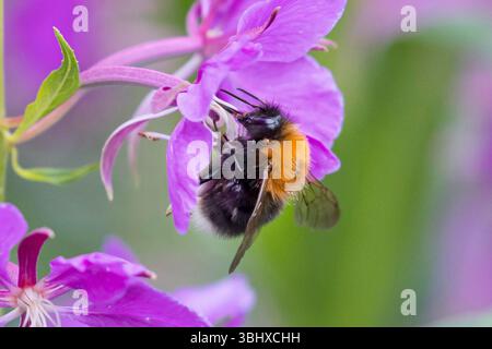 Tree Bumblebee, New Garden Bumblebee (Bombus hypnorum, Psithyrus hypnorum), visiting willowherb flowers, Sweden Stock Photo
