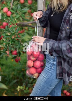 Young woman picking apples into a clear plastic drawstring bag at an orchard Stock Photo