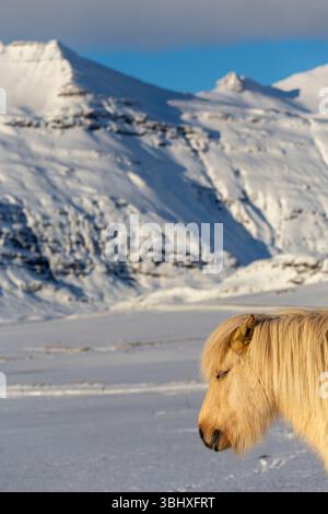 Icelandic horse in winter landscape, Iceland Stock Photo