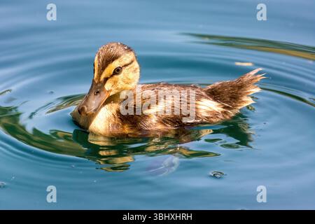 Mallard duckling swimming in a pond. Las Palmas Park, Santa Clara County, California. Stock Photo