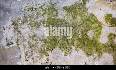 Top view of Moss on Weathered Concrete Stock Photo