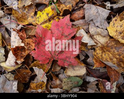Red maple leaf laying on the ground in the forest Stock Photo