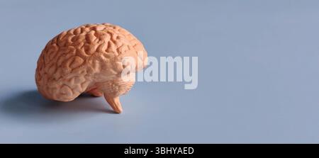Human Brain Model Isolated on Blue Background with Copy Space Representing Intelligence, Neuroscience, and Mental Function Stock Photo