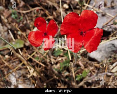 Delicate pair of poppies in warm breeze on textured terrain. Stock Photo