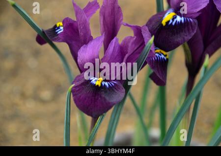 Dark Purple Iris 'Purple Hill' (Reticulata) Flowers on Display in the Alpine House at RHS Garden Harlow Carr, Harrogate, England, UK. Stock Photo