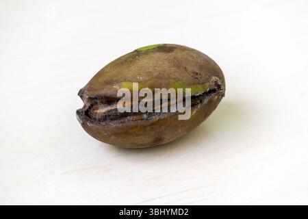 Rotten mango (Mangifera indica) on light wood, post-fall. Depicts food waste, agricultural loss, and discarded produce. A bad fruit example. Stock Photo