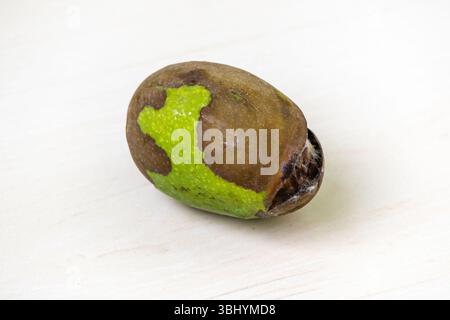 Rotten mango (Mangifera indica) on light wood. Bad fruit fallen from tree, illustrating food waste and agricultural issues. Stock Photo