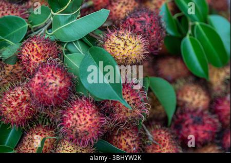Close up of lots of Rambutan, a Lycee tyoe fruit, found all over South East Asia. Stock Photo