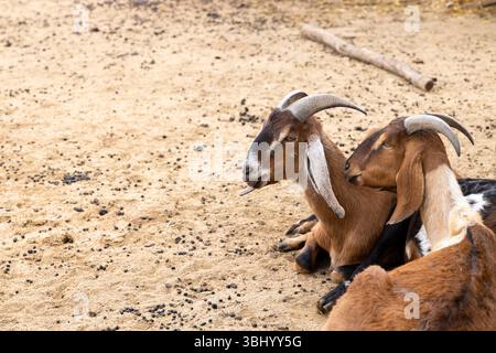Two brown and white goats resting on sandy ground in Chvalovice, Czechia Stock Photo