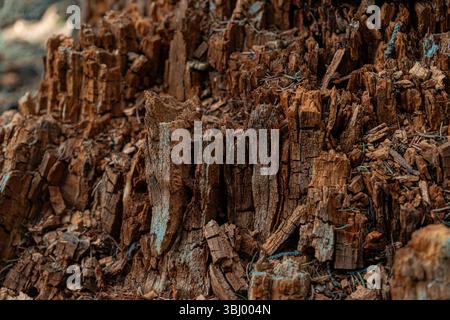 Decayed tree stump in a forest clearing Stock Photo