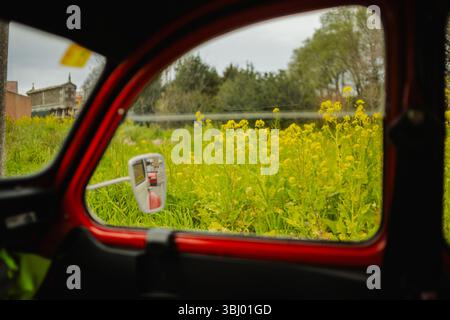 View through a red classic Citroen two horses car window, focusing on a vibrant field of yellow flowers in spring. The rear view mirror prominently sh Stock Photo