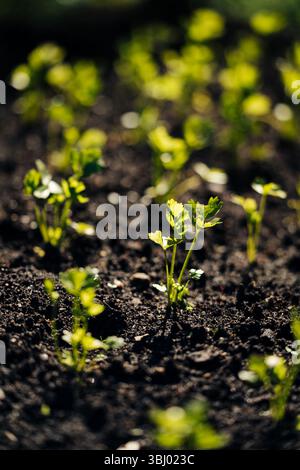 Green seedlings in rich dark soil on grey background with copy space ...