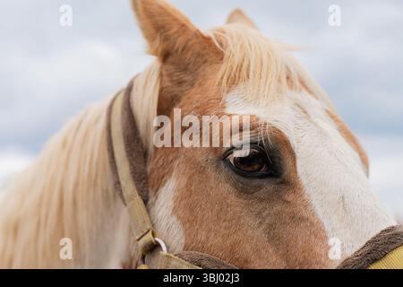 A detailed close-up of a horse's eye showcases the beautiful textures of its coat and mane. The image features a soft, cloudy sky backdrop, highlighti Stock Photo