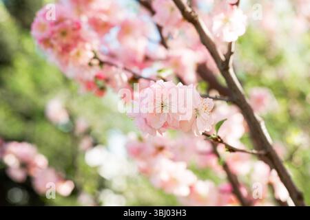 Delicate pink blossoms flourish on tree branches, highlighted by soft sunlight. A serene scene capturing the essence of renewal and warmth during the Stock Photo