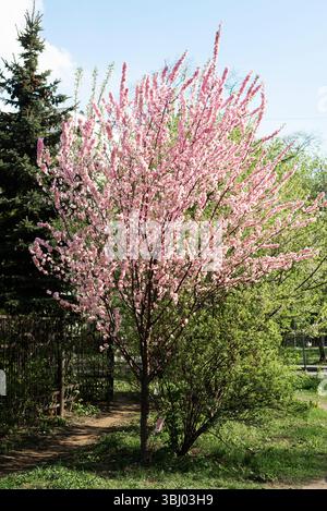A beautiful tree adorned with vibrant cherry blossoms, standing against a clear blue sky, embodying the essence of renewal and natural beauty Stock Photo
