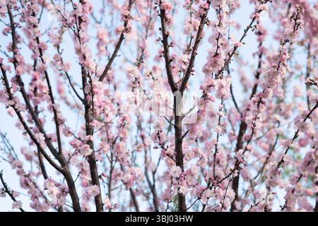 Delicate pink cherry blossoms in full bloom fill the branches of a tree, set against a clear blue sky. This image captures the essence of spring with Stock Photo