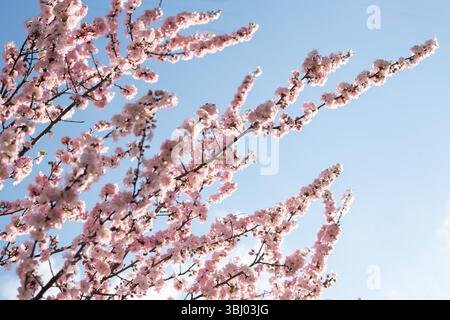 Delicate cherry blossoms bloom against a clear blue sky, symbolizing renewal and beauty. The pink flowers capture the essence of spring, offering a pe Stock Photo