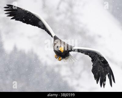 Steller's sea eagle (Haliaeetus pelagicus) in flight, Rausu, Hokkaido, Japan Stock Photo