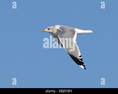 Adult Common Gull (Kamchatka) Larus canus kamtschatschensis in flight, Hokkaido, Japan Stock Photo