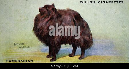 average cigarette weight Pomeranian: The average weight of these small dogs was 5lb – with many  weighing a half of that. From a series of cigarette cards about dogs which  highlighted the artistry of Arthur