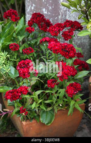 Red Sweet William (Dianthus Barbatus) Flowering in Spring Stock Photo