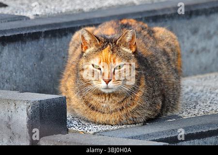 Chubby tabby cat resting on concrete steps with eyes closed Stock Photo