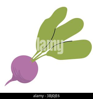 Hand drawn radish or beetroot with green leaves, flat vector illustration with texture, minimalistic botanical design, organic vegetable, healthy food Stock Vector