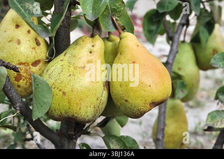 closeup of growing and ripening organic pears on a tree in the orchard Stock Photo