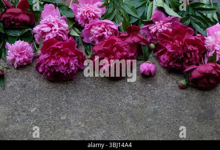 Flat lay bouquet pink and red peonies on a gray textured background. Flat lay. Copy space Stock Photo