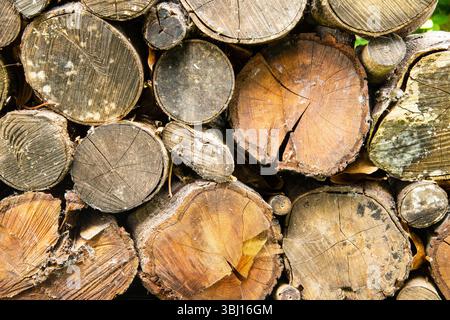 Rustic log ends filling the frame, showcasing natural wood grain and rings—ideal as a background texture or nature-inspired design element. Stock Photo