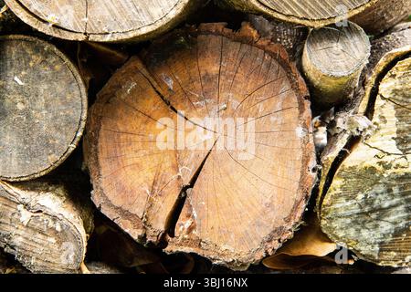 Rustic log ends filling the frame, showcasing natural wood grain and rings—ideal as a background texture or nature-inspired design element. Stock Photo