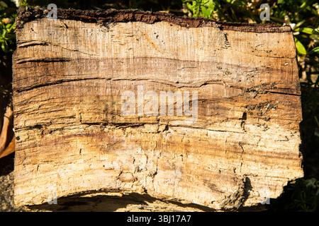 Close-up of a tree log filling the frame, showing detailed bark and wood grain texture. Ideal for natural background or texture use. Stock Photo