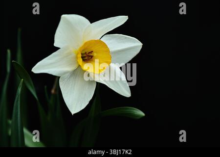 White daffodil on black background Stock Photo