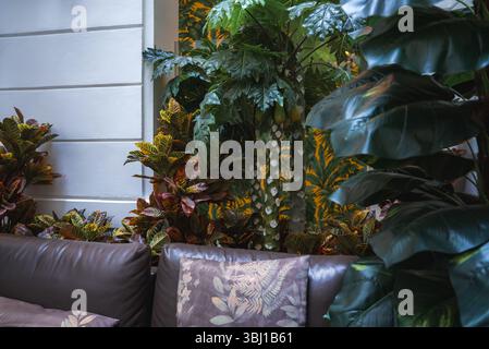 Lush Interior with Tropical Plants and Leather Sofa in Boutique Hotel Stock Photo