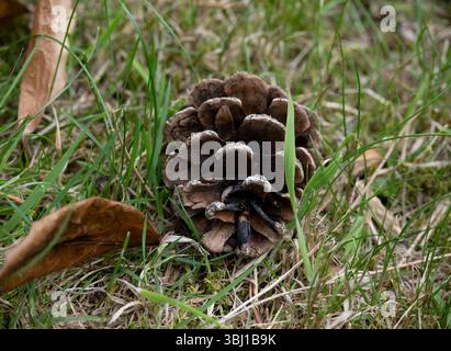 A fallen pine cone on grass, UK Stock Photo