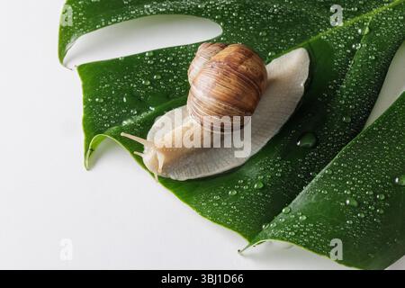 Garden snail on fresh dew-covered monstera leaf against white background. Macro image of slow natural movement and texture. Stock Photo