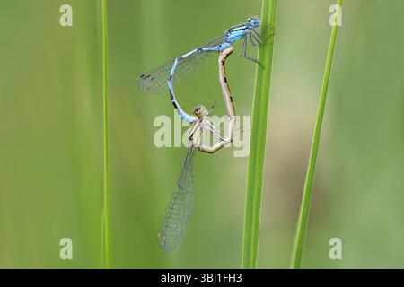 Common blue Damselflies mating Stock Photo - Alamy