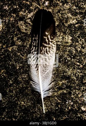 A close-up shot of a feather resting on a textured surface. Stock Photo