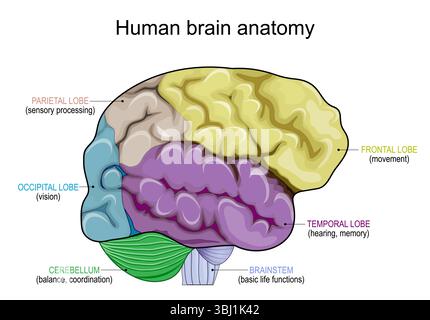 Human brain anatomy. Frontal, Occipital, Parietal and Temporal lobes, Cerebellum, and brainstem. Detailed Vector poster Stock Vector
