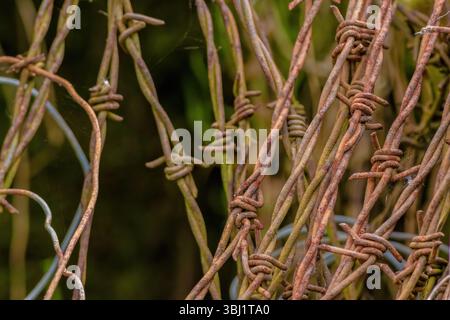 Rusty barbed wire coiled in the corner of a shed; close-up view captured in a farm in the eastern Andean mountains of central Colombia, Stock Photo