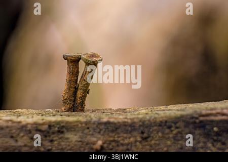 Two very rusty nails nailed to a wooden board; stacked macrophotography captured in a farm in the eastern Andean mountains of central Colombia Stock Photo