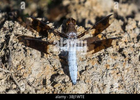 Common Whitetail Dragonfly adult male perched by the pond. Joseph D. Grant County Park, Santa Clara County, California, USA. Stock Photo