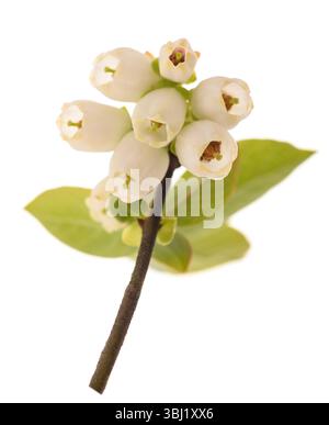 Blueberry branch with flowers  isolated on white Stock Photo