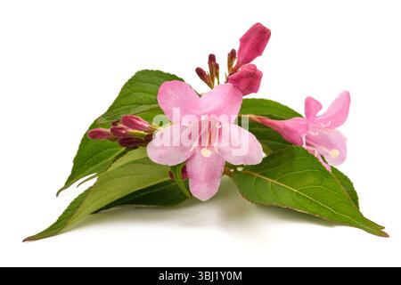 Old fashioned weigela isolated on white Stock Photo